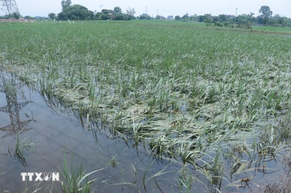 Hưng Yên dốc sức tiêu úng, hạn chế thiệt hại hơn 3.600ha lúa