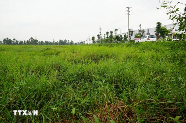 Hưng Yên: Hàng chục ha đất nông nghiệp bị bỏ hoang, khó đưa vào sản xuất