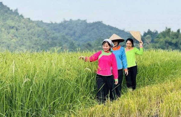 Hương cốm Hợp Thành: Giữ hồn di sản Tày, nâng tầm sản vật bản địa Lào Cai