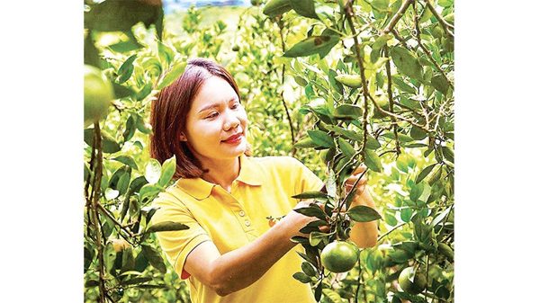 Hướng đi mới để nâng cao giá trị thương hiệu cam Cao Phong