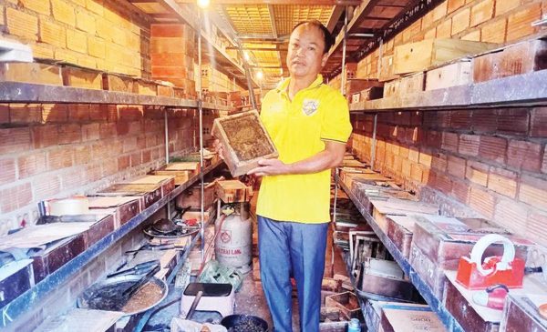 Hướng sản xuất mới từ ong không ngòi đốt