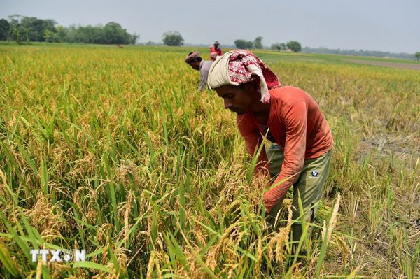 Indonesia hỗ trợ gạo cho 33,2 triệu người trong ba tháng cuối năm