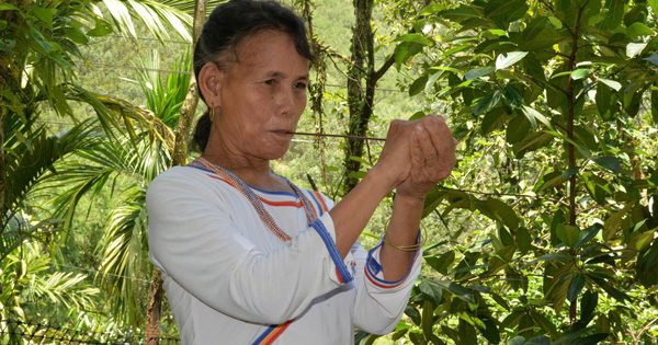 Kèn a máp, tiếng lòng phụ nữ Cor