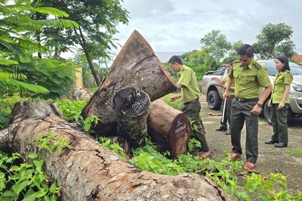 Kết quả xác minh vụ loạt cây xanh tại trụ sở UBND xã bị đốn hạ