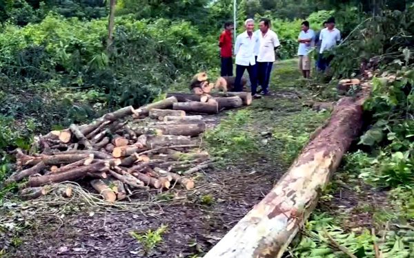 Kêu người cưa cây dọn vườn, một người đàn ông ở Đồng Nai bị cây đè chết