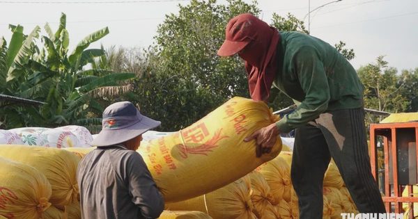 'Khách ruột' của gạo Việt Nam sẽ nhập 5 triệu tấn vì El Nino