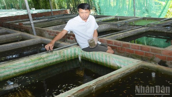 Khấm khá nhờ nuôi cá cảnh