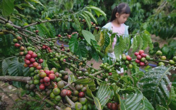 Khám phá 'chuẩn hoa hậu' của Robusta