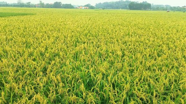 Khẩn trương thu hoạch lúa mùa và chủ động phòng trừ sinh vật gây hại