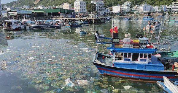 Khánh Hòa buộc chủ lồng bè không xả thải ra biển