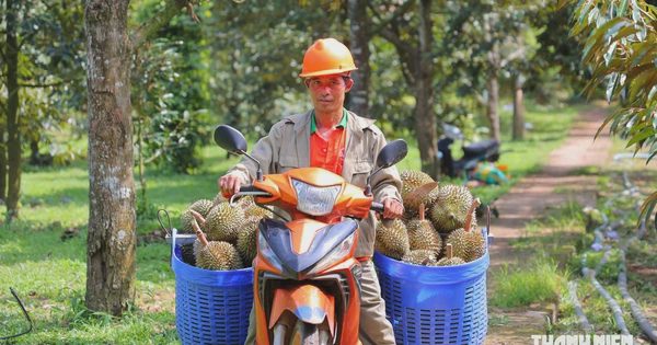 Khánh Hòa siết truy xuất nguồn gốc sầu riêng xuất khẩu sang Trung Quốc