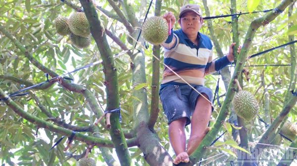 Khánh Hòa tăng cường quản lý sầu riêng xuất khẩu