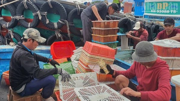 Khánh Hòa trước bài toán chủ động nguồn tôm hùm giống