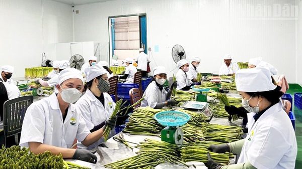 Khánh Hòa: Xã Phước Hậu nâng tầm giá trị nông sản từ liên kết sản xuất