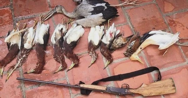 Khảo sát 155 nhà hàng, phát hiện 35 nơi quảng cáo món ăn từ chim hoang dã