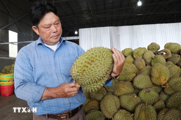 Khát vọng làm giàu của người có uy tín Lầu A Sy ở Lâm Đồng