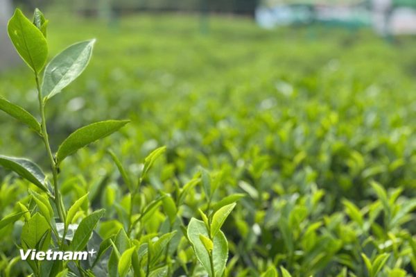 Khi chè Thái Nguyên trở thành thương hiệu của cả một vùng đất