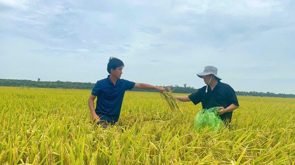 Khi đất được nuôi dưỡng, người trồng lúa đổi cách làm
