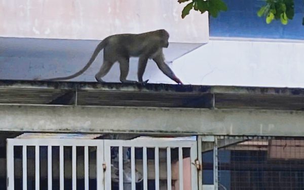 Khỉ lớn đuôi dài quậy phá khu dân cư ở phường Cát Lái, TP.HCM