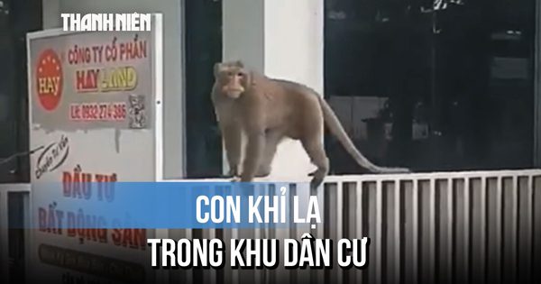 Khỉ lớn quậy phá kiếm ăn ở khu dân cư, nhiều người dè chừng