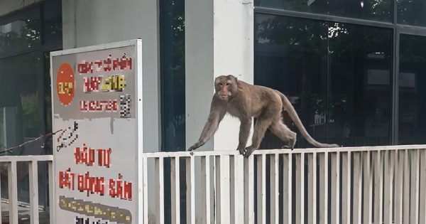 Khỉ 'quậy phá' ở khu dân cư Cát Lái