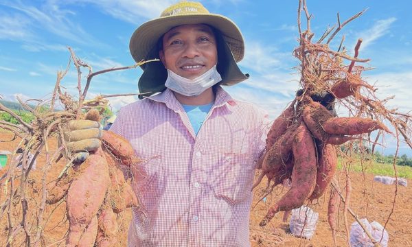Khoai lang tăng giá, nông dân vẫn hụt lãi
