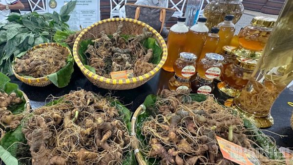 “Khoảng trống” kiểm định ở vùng sâm Ngọc Linh