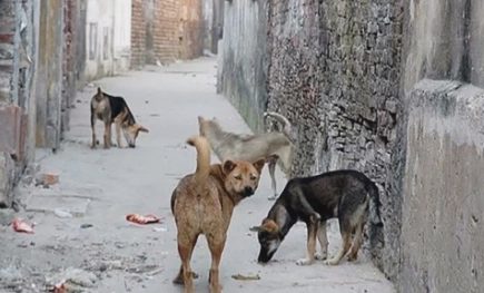 Khốn khổ vì chó nhà hàng xóm phóng uế trước cửa nhà tôi