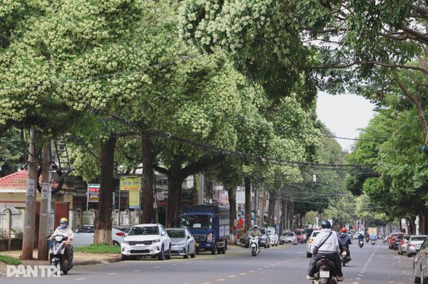 Không riêng Hà Nội, mùi hoa sữa ở Đắk Lắk cũng gây tranh cãi