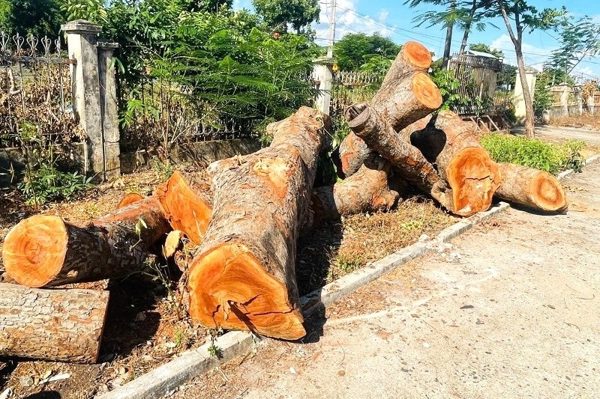 Kiểm điểm 2 tập thể và 2 cá nhân vụ chặt hạ 15 cây xanh tại trụ sở xã