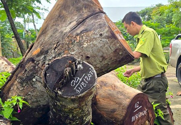 Kiểm điểm vụ hàng cây xà cừ bị cưa hạ bất thường