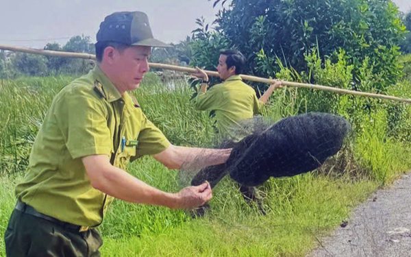 Kiểm lâm TP.HCM đã tháo gỡ 4.300m lưới giăng bẫy chim trời