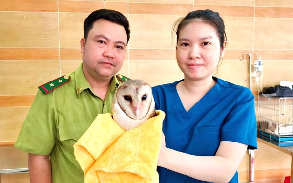 Kiểm lâm TP.HCM đã tiếp nhận con cú lợn bị cắt lông cánh, không thể bay
