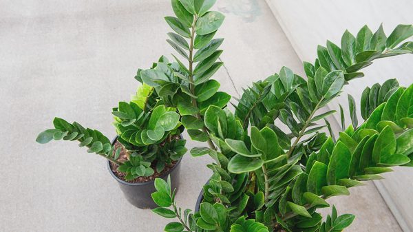 Kim tiền, vạn niên thanh - 2 cây tài lộc coi chừng trúng độc