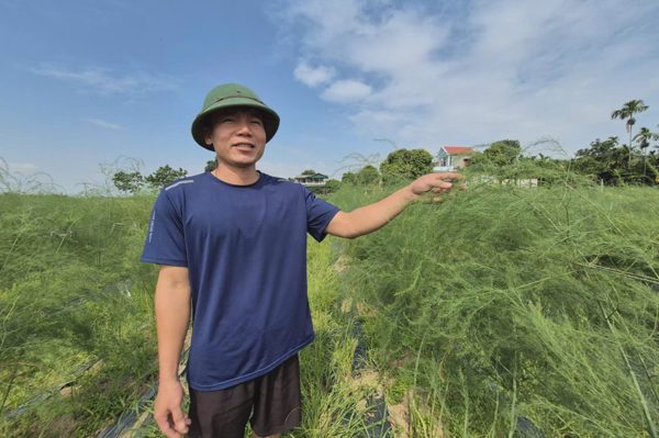 Kỹ sư bỏ việc lương ổn định về trồng măng, thu hơn 300 triệu đồng/năm