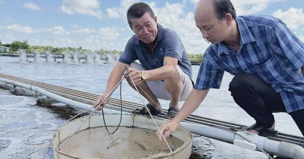 Kỹ sư điện miền Tây sáng chế hồ nuôi tôm trên... mặt đất