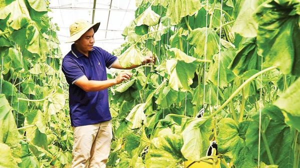 Kỹ sư trẻ về quê làm nông nghiệp công nghệ cao