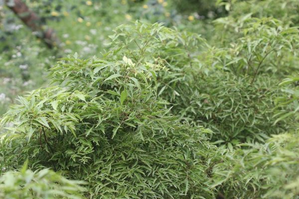 Lá đinh lăng tốt nhưng uống hằng ngày có phải là thói quen đúng?