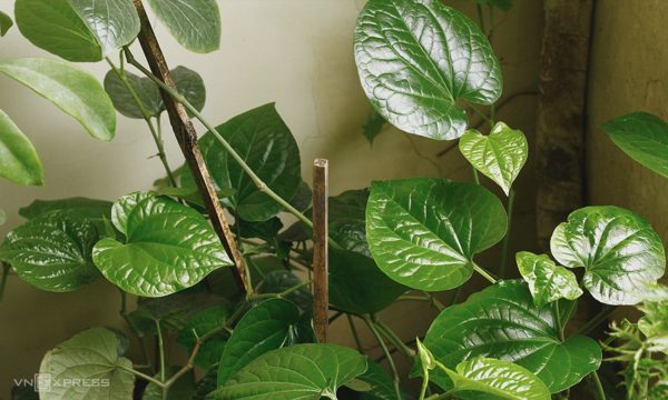 Lá lốt - loại rau quen thuộc tốt cho tiêu hóa và xương khớp