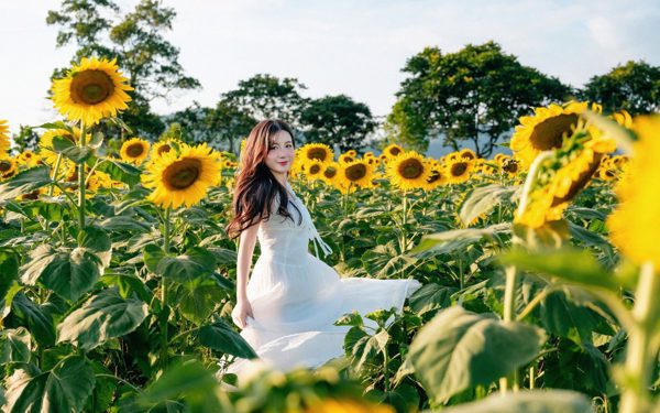 Lạc bước giữa sắc vàng cánh đồng hoa hướng dương lớn nhất Việt Nam