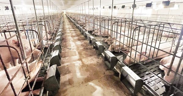 Lai Châu thu hút đầu tư chăn nuôi tập trung