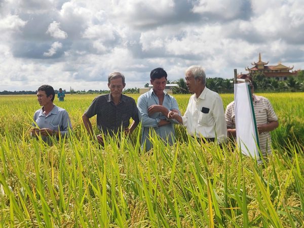 Lai tạo thành công giống lúa mới chịu được phèn mặn