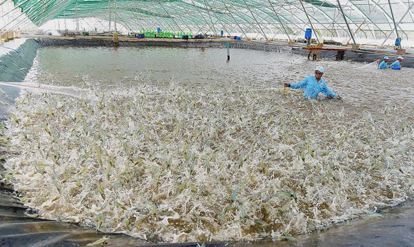 'Làm chủ công nghệ sản xuất giống tôm, đổi tư duy làm giàu từ biển'