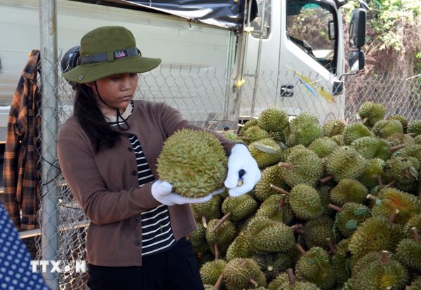 Lâm Đồng có hơn 1.000 mã số vùng trồng được nước nhập khẩu phê duyệt