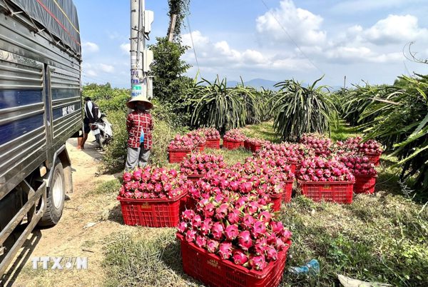 Lâm Đồng: Giá giảm sâu, nhà vườn dồn sức cho thanh long mùa nghịch