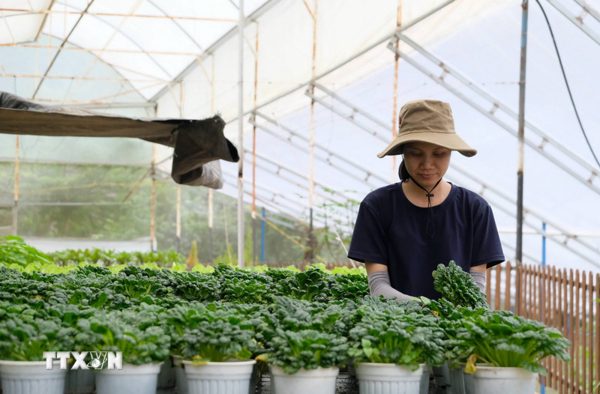 Lâm Đồng phát triển vùng nguyên liệu nông, lâm, thủy sản tập trung gần 4.750ha