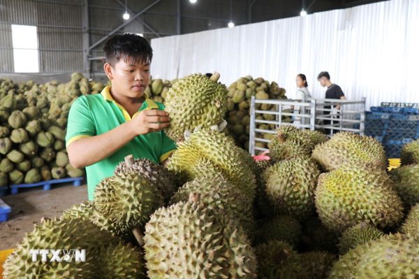 Lâm Đồng: Siết chất lượng, minh bạch nguồn gốc sầu riêng xuất khẩu