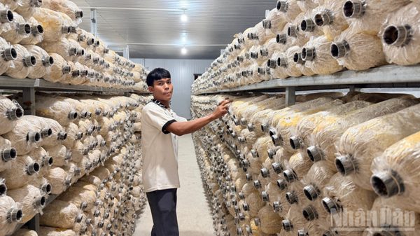 Lâm Đồng: Xã La Dạ mở lớp trồng nấm cho nông dân