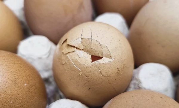 Làm sao nhận biết trứng gà chất lượng?