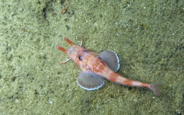 Lần đầu thấy cá 'đi bộ' rồi giật lùi dưới đáy Biển Đông